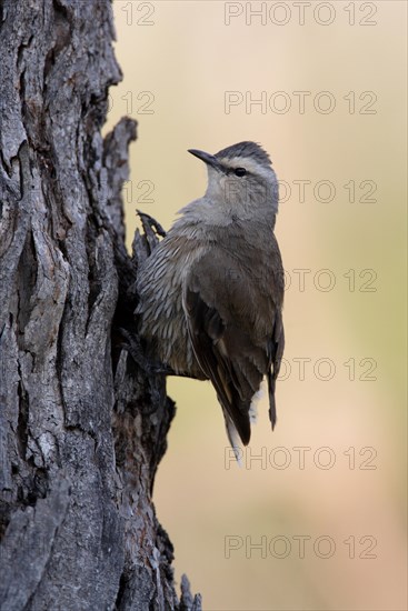 Brown Treecreeper