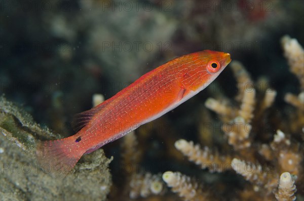 Pyle's Fairy-wrasse