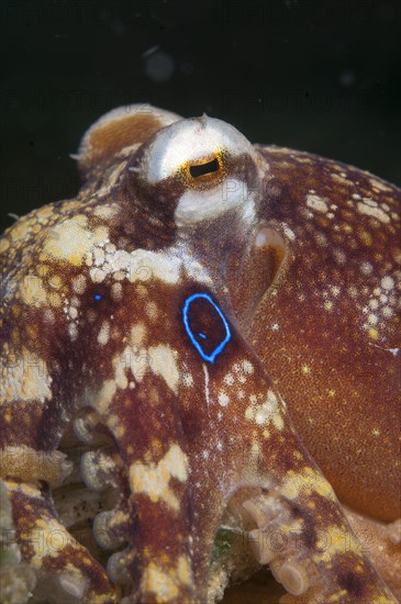 Poison Ocellate Octopus