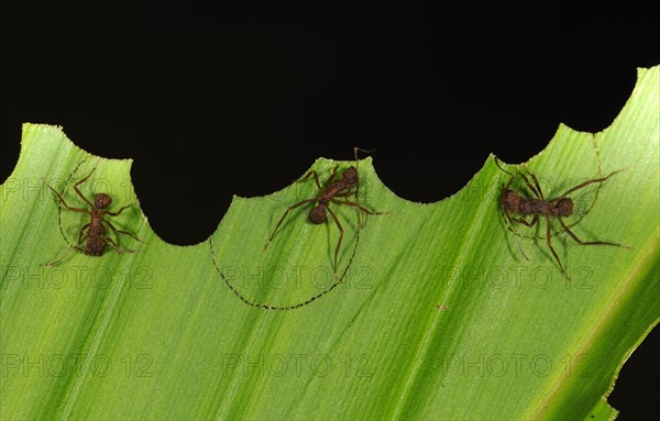 Leafcutter Ant