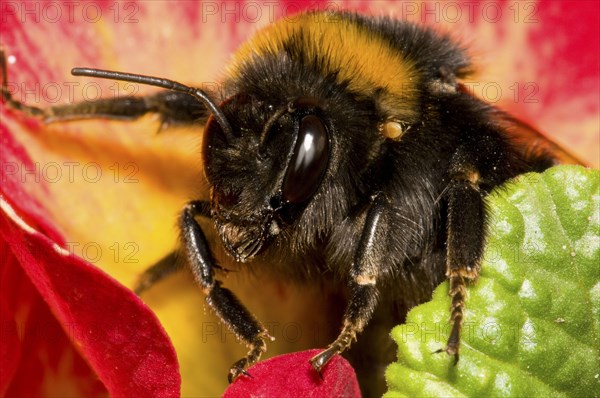 Buff-tailed Bumblebee