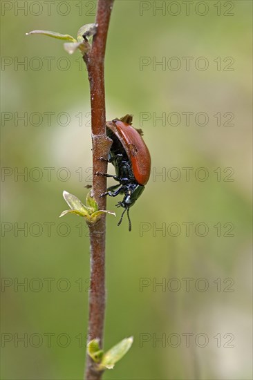 Poplar leaf beetle