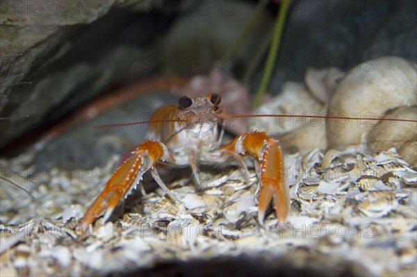 Norway lobster