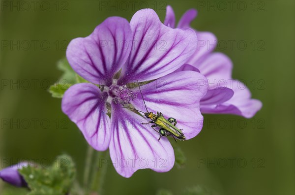 Thick-legged Flower Beetle