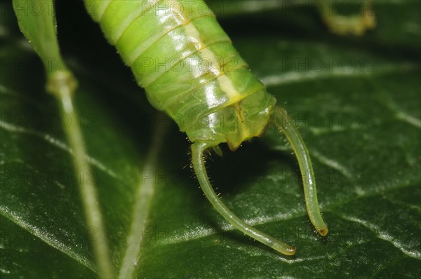 Oak bush-crickets