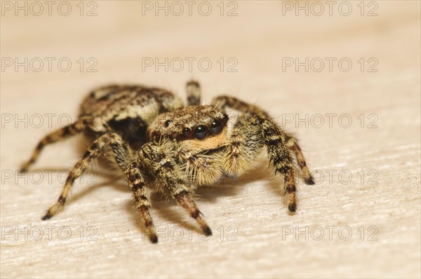 Fencepost Jumping Spider