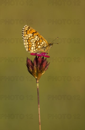 Nickerl's Fritillary