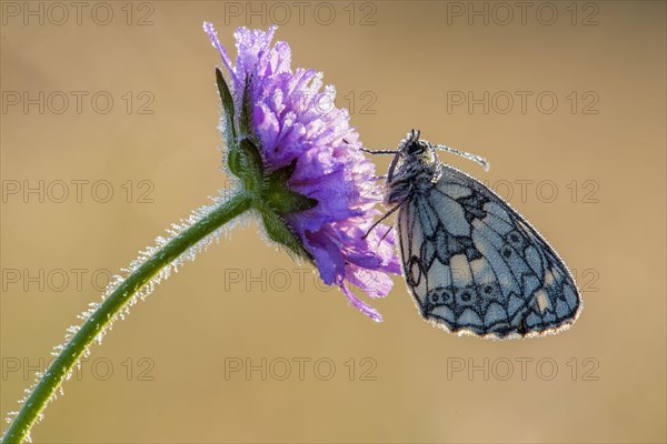 Marbled White