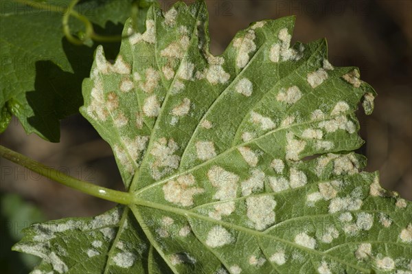 Grapevine blister mite