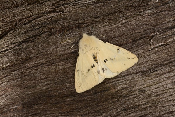 Buffalo ermine