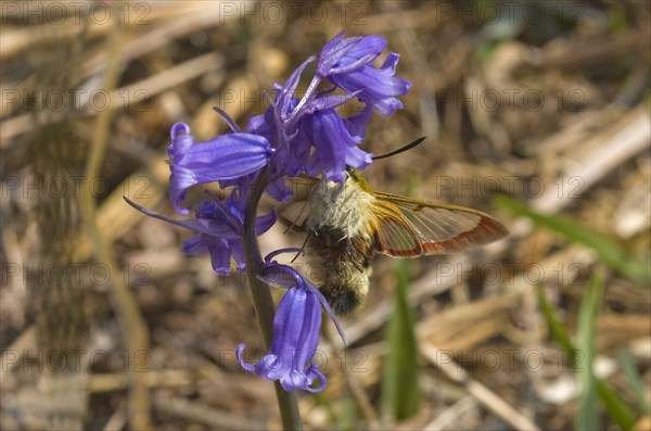 Broad-bordered Bee Hawkmoth