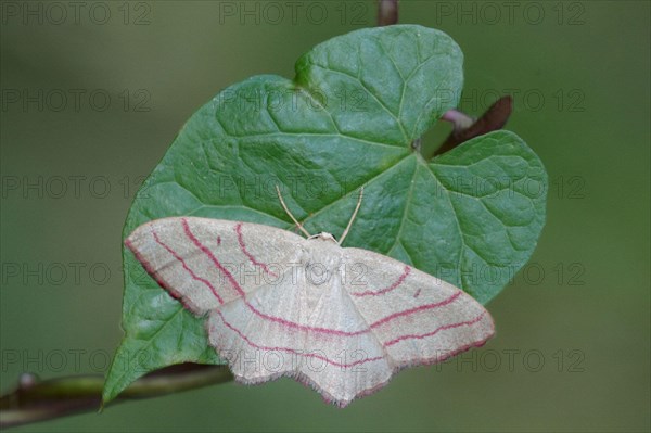 Pink-barred common pink-barred