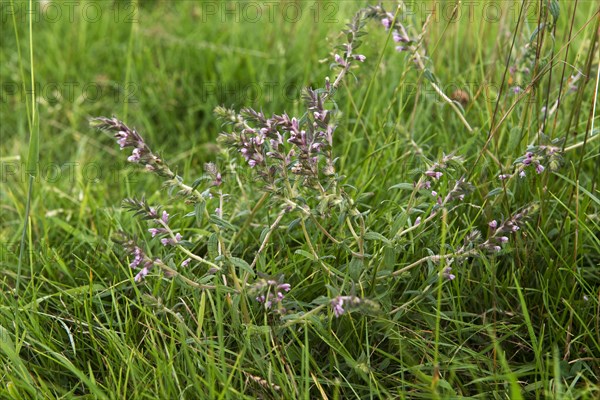 Red Bartsia