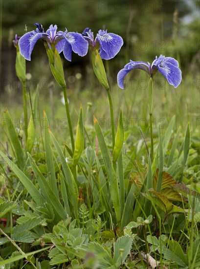 Flowering Canadian Beach Iris