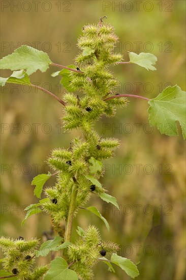 Rough cocklebur