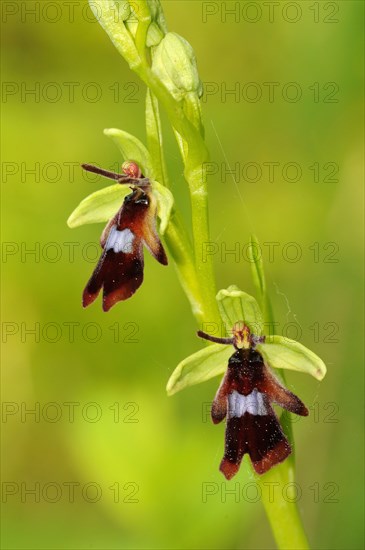 Fly Orchid