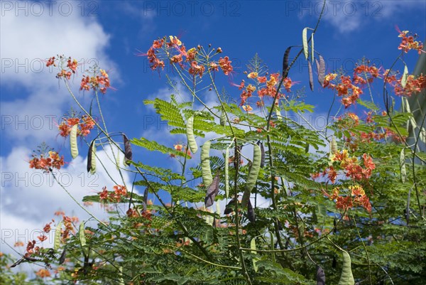 Pride of Barbados