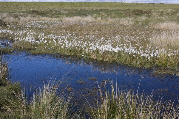 Common common cottongrass