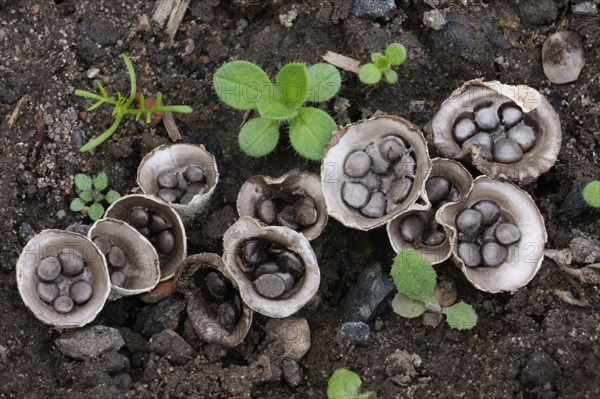 Field Bird's Nest Fungus