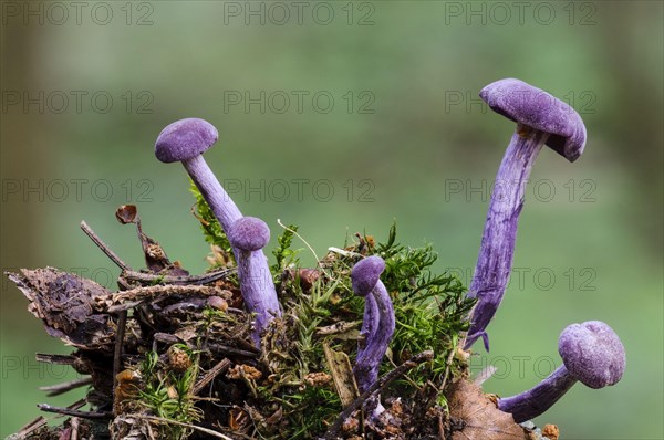 Amethyst Deceiver