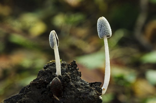 Hare's Foot Inkcap