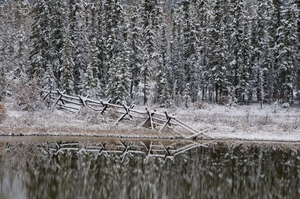 Snow covered fence and spruce trees reflected in pond