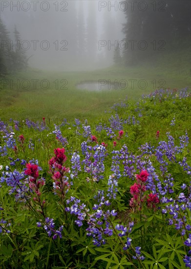 Misty forest pool with broadleaf lupin and magenta paintbrush