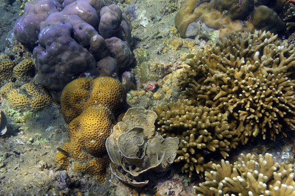 Stony corals