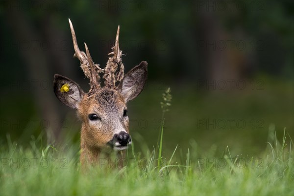 European roe deer