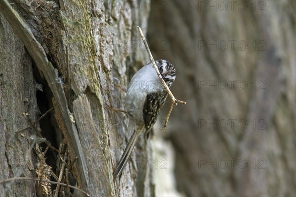 Eurasian treecreeper