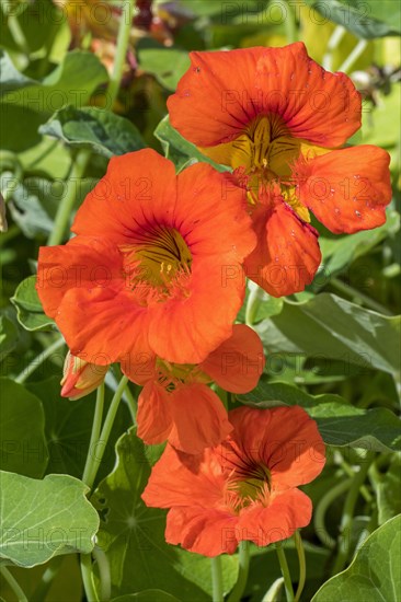 Garden nasturtium