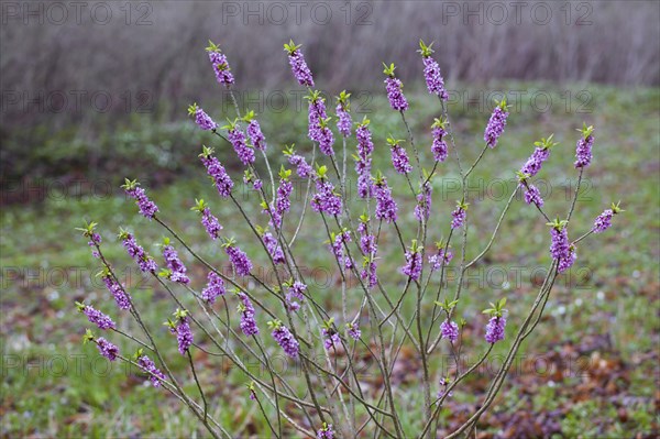 February daphne