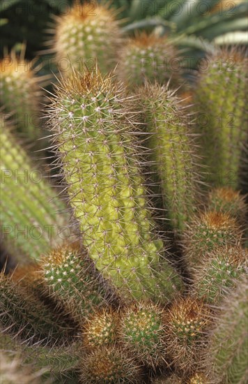 Cactus