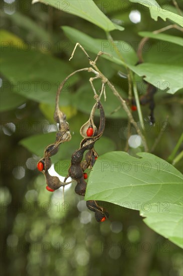 Coral tree species