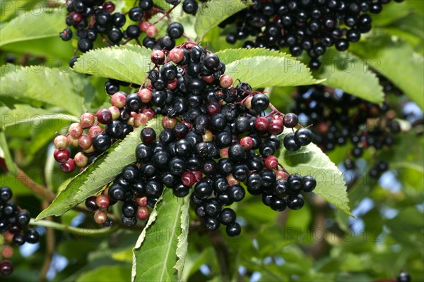 Black elderberry