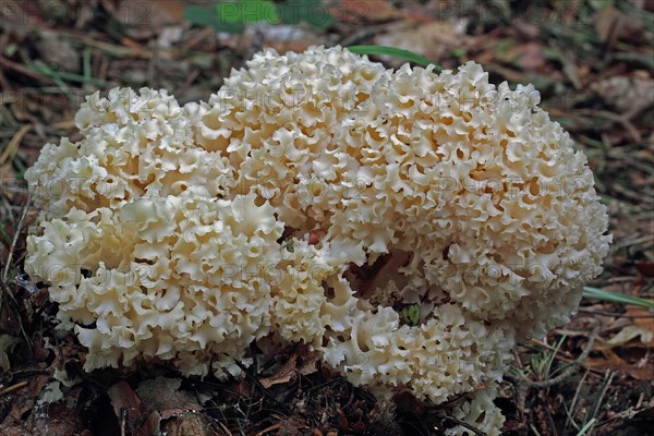 Frilled wood cauliflower fungus