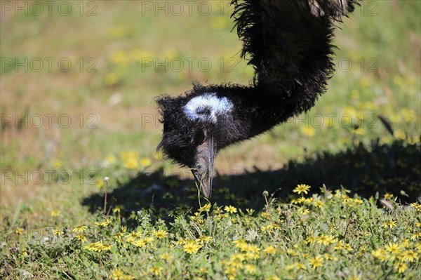 Emu