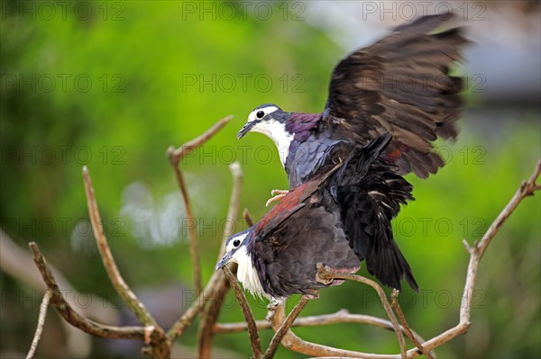 White-breasted ground dove