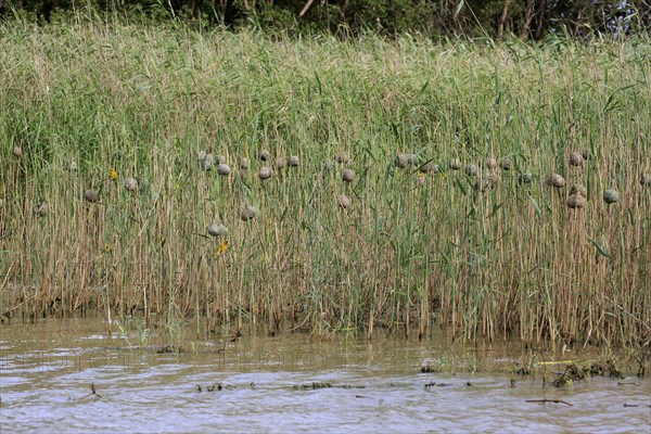 Yellow-bellied weaver