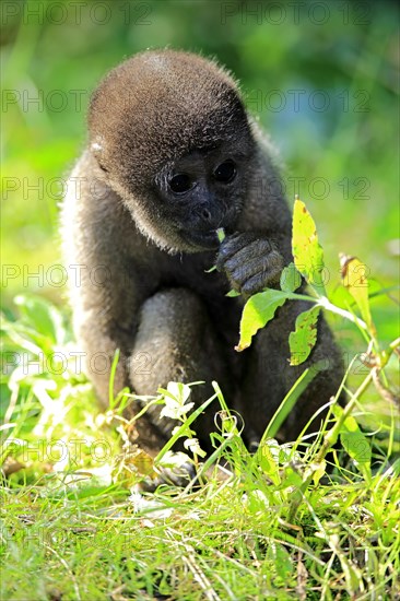 Grey woolly monkey