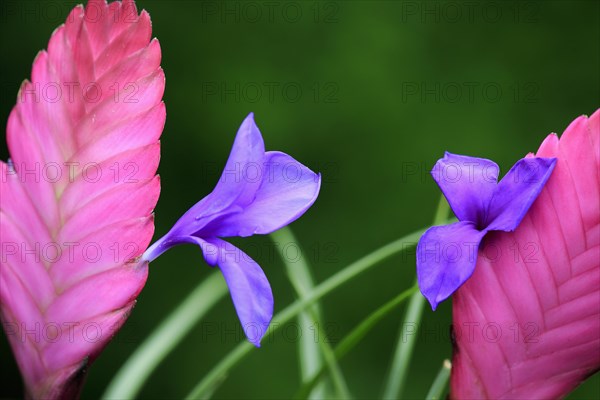 Ball moss blue tillandsia