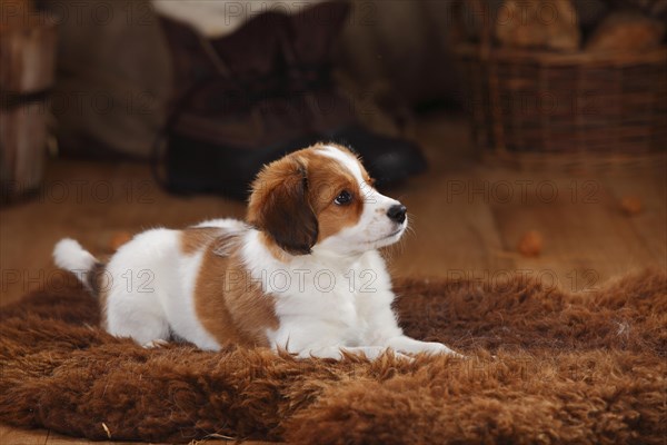 Kooikerhondje