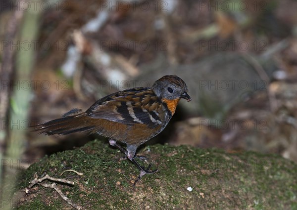 Australian Logrunner