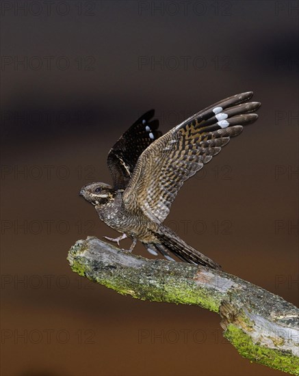 Eurasian european nightjar