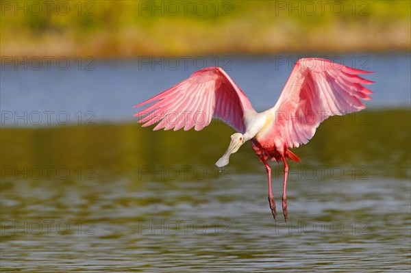 Roseate spoonbill