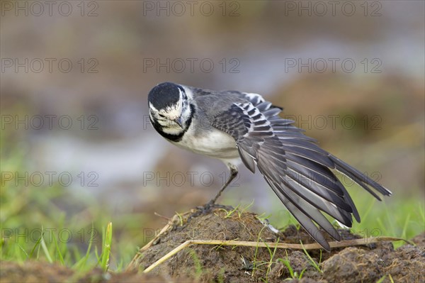 Pied Wagtail