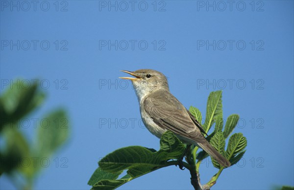 Eastern olivaceous warbler