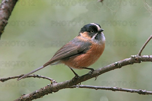 Black-browed Tit