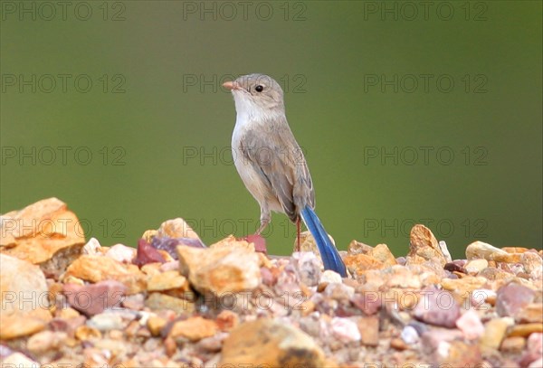 White-winged fairywren