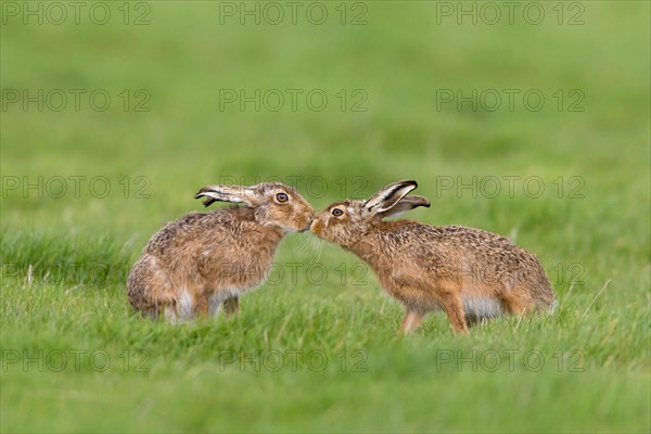 European Hare